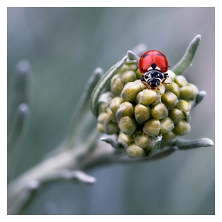 Coccinelle rouge butinant