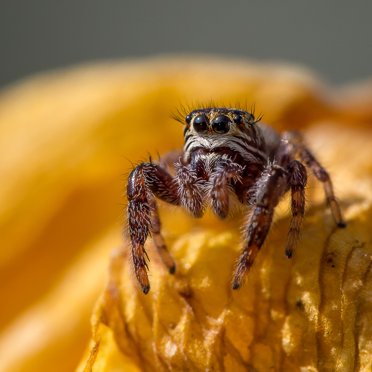 Araignée saltice macaroeris nidicolens posant sur une fleur jaune.