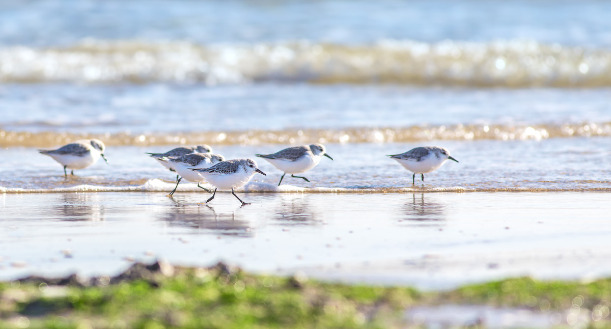 Bécasseaux sanderling cherchant leur nourriture sur une plage de l'île de Ré.