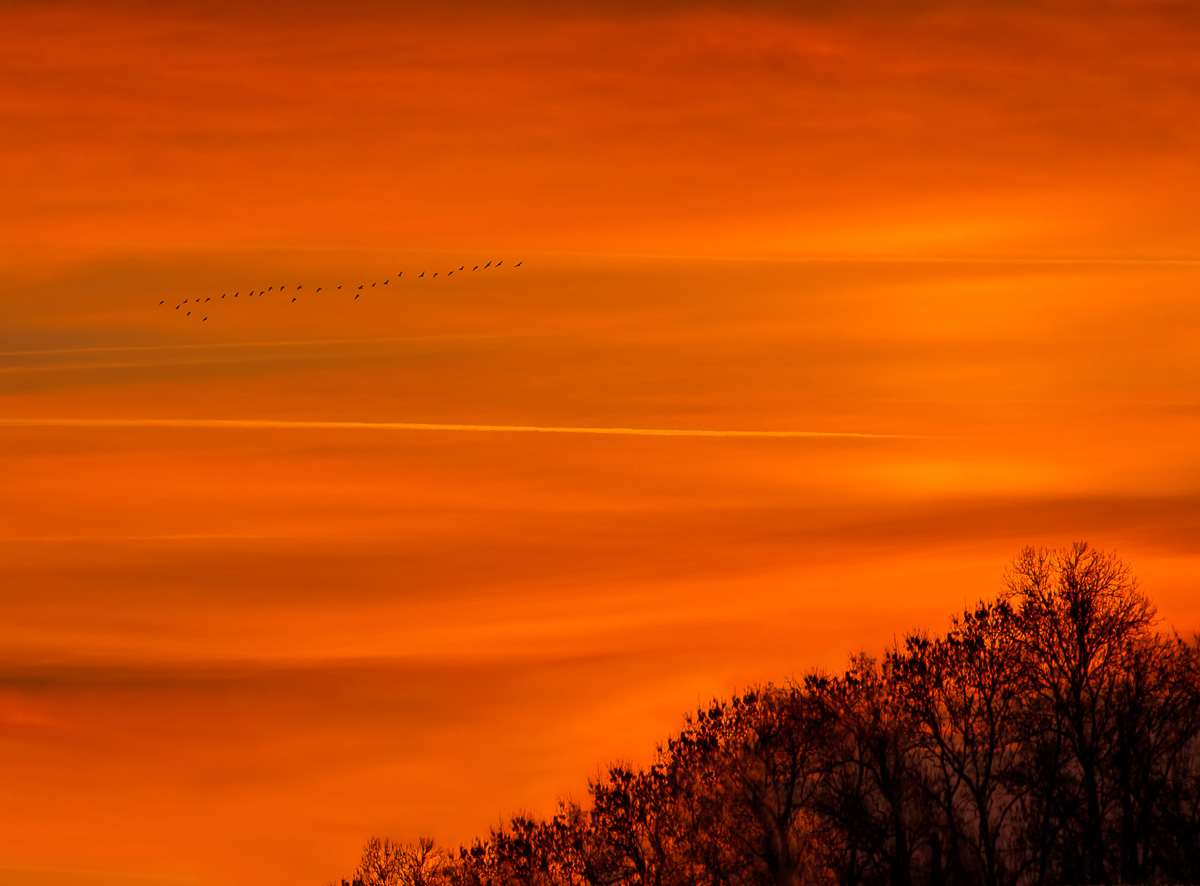 Un vol d'oiseaux au coucher du soleil à Puyravault.