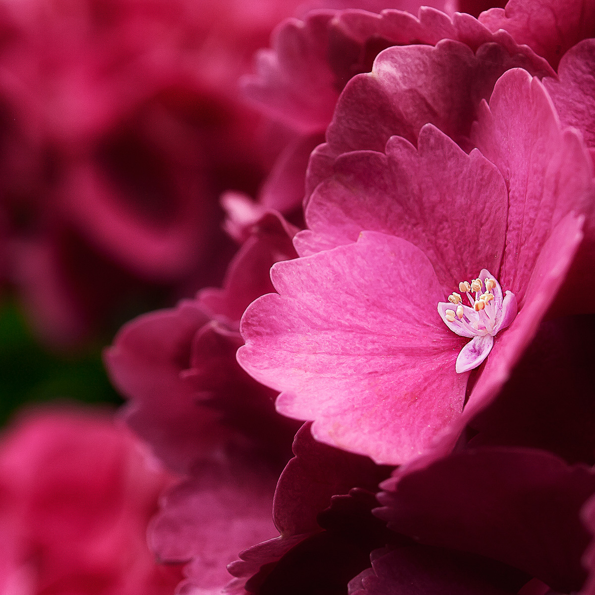 Gros plan sur des fleurs d'hortensia rose.
