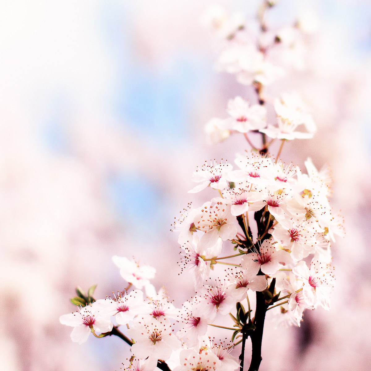 Fleurs roses et blanches de cerisier.