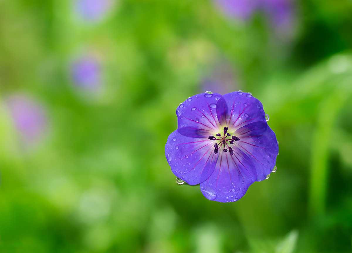 Fleur bleue de géranium des prés sous la pluie.