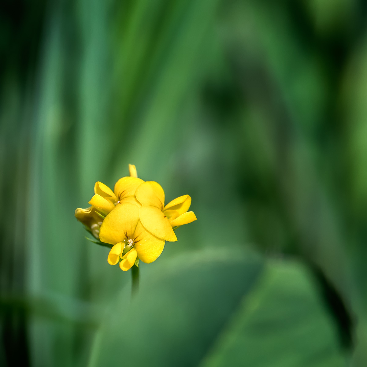 Gros plan sur une fleur jaune de luzerne hérissée.