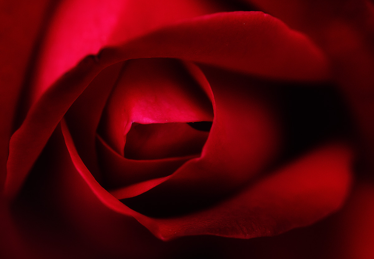 Gros plan sur le coeur d'une rose rouge.